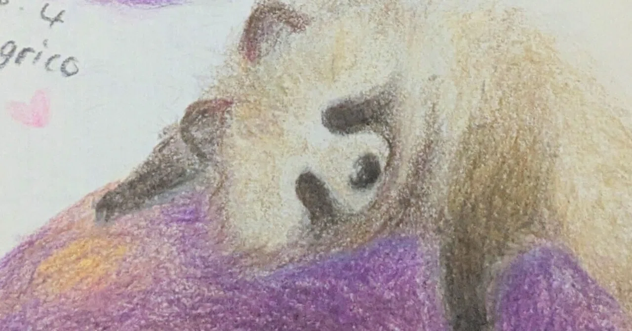 タヌキ絵日記「タヌキの気まぐれ色使い」｜どんぐり子（たぬき絵）