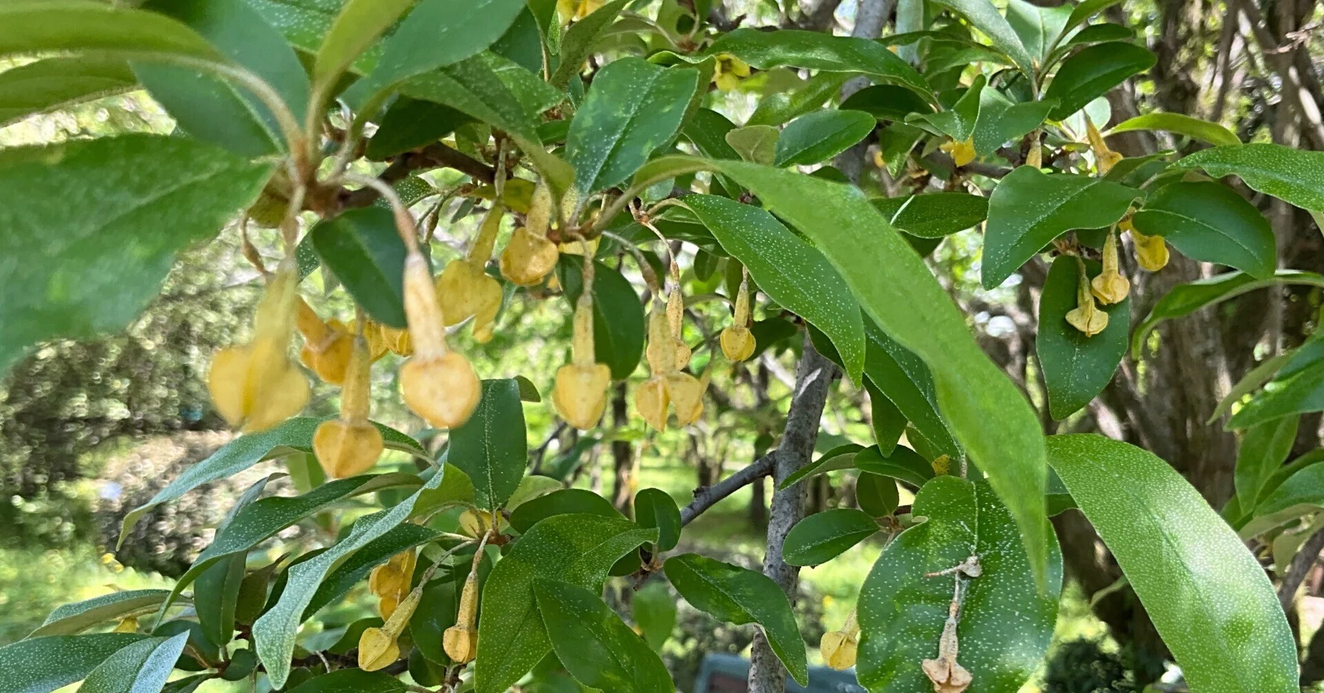 ナツグミ（京都府立植物園）No.95：2026年4月27日（月）｜藤井秀昭