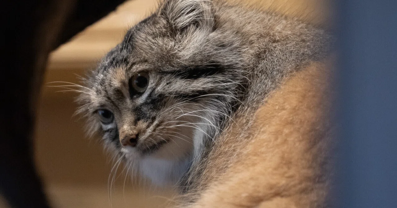 580一見不機嫌そう？「世界一モフモフな猫」マヌルネコ｜田賀谷浩