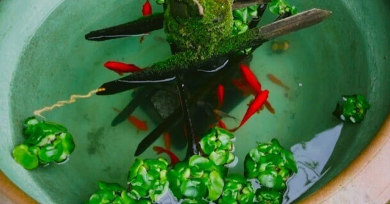 甕の中の金魚｜ウィル