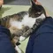 たぬ丸やまと