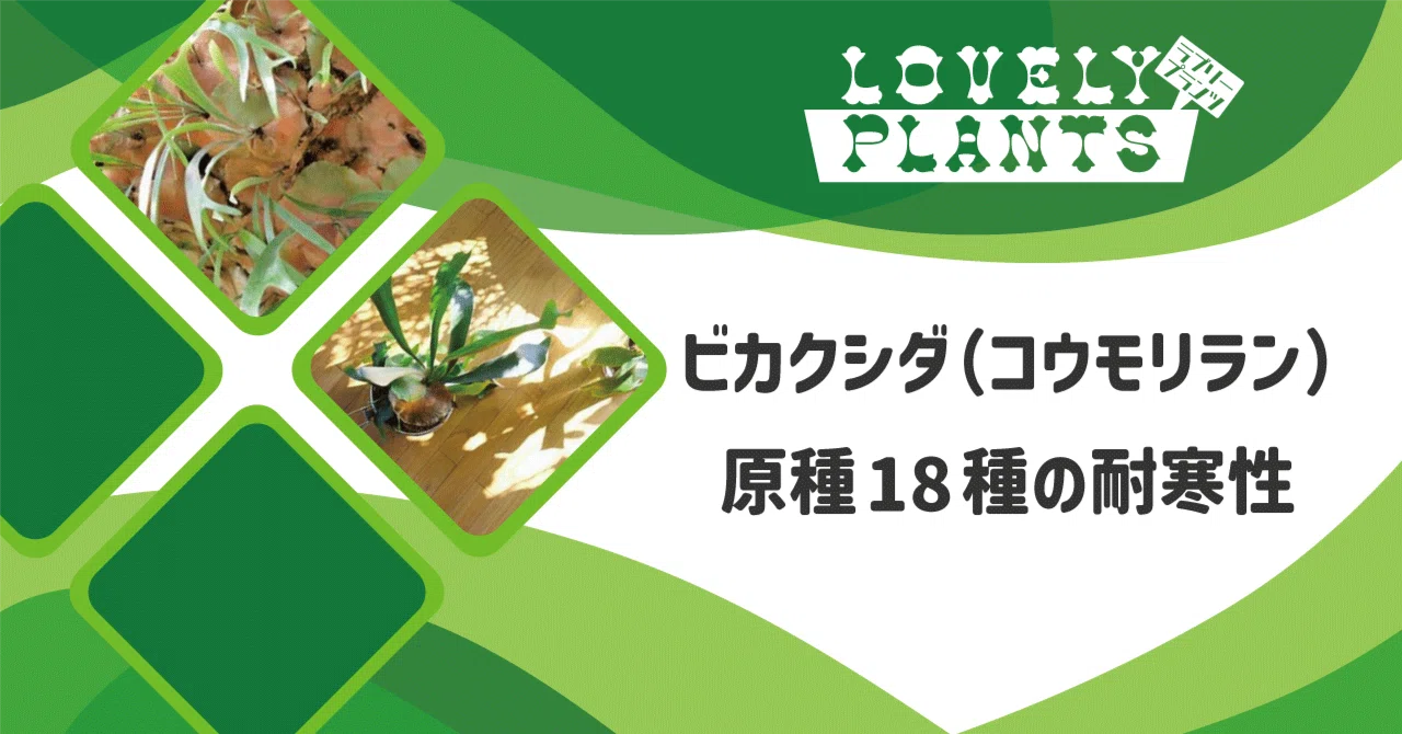 ritv☆ビカクシダ☆特別出品株 ビカクシダ（コウモリラン）原種18種の耐寒性｜lovely plants@note