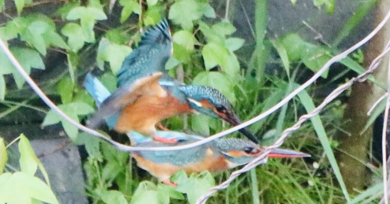カワセミペアによる抱卵が始まった！