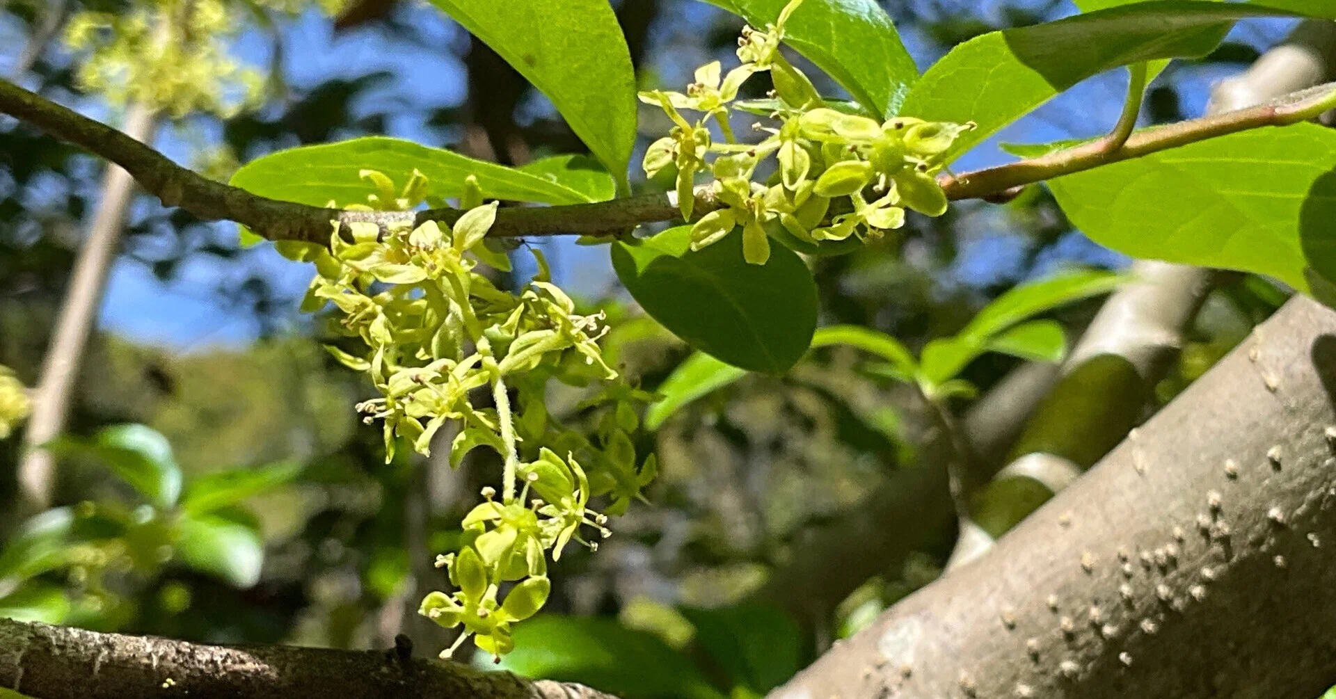 コクサギ（京都府立植物園）：2026年4月23日（木）｜藤井秀昭（『京都