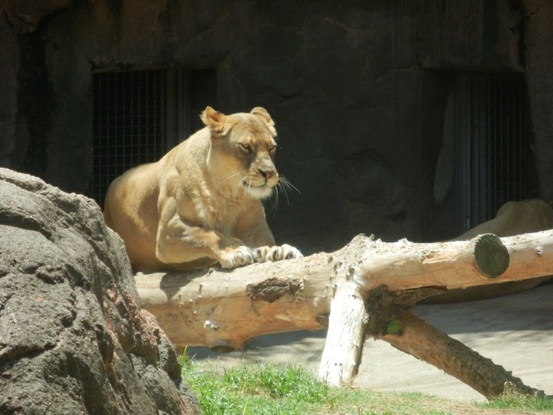 天王寺動物園が再開園した翌日に訪ねた 中編 年5月27日 河野陽炎 プロ資格マニア 保有資格30ほど 失効4 放送大単位 Note 天王寺動物園が再開園した翌日に訪ねた 中編 年5月27日 河野陽炎 プロ資格マニア 保有資格30ほど 失効4 放送大単位 Note