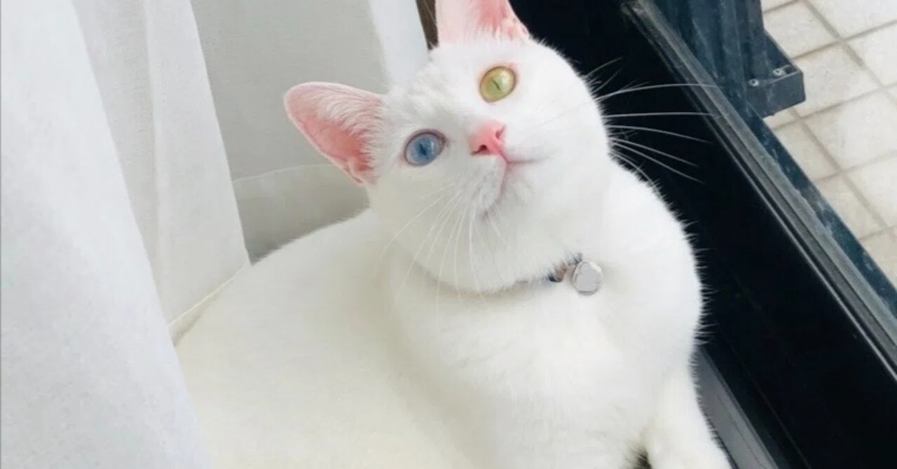 オッドアイの白猫と、はじめての生活。｜ねこよは｜ねこと余白。