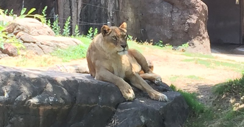 天王寺動物園が再開園した翌日に訪ねた 中編 年5月27日 河野陽炎 プロ資格マニア 保有資格30ほど 失効4 放送大単位 Note 天王寺動物園が再開園した翌日に訪ねた 中編 年5月27日 河野陽炎 プロ資格マニア 保有資格30ほど 失効4 放送大単位 Note