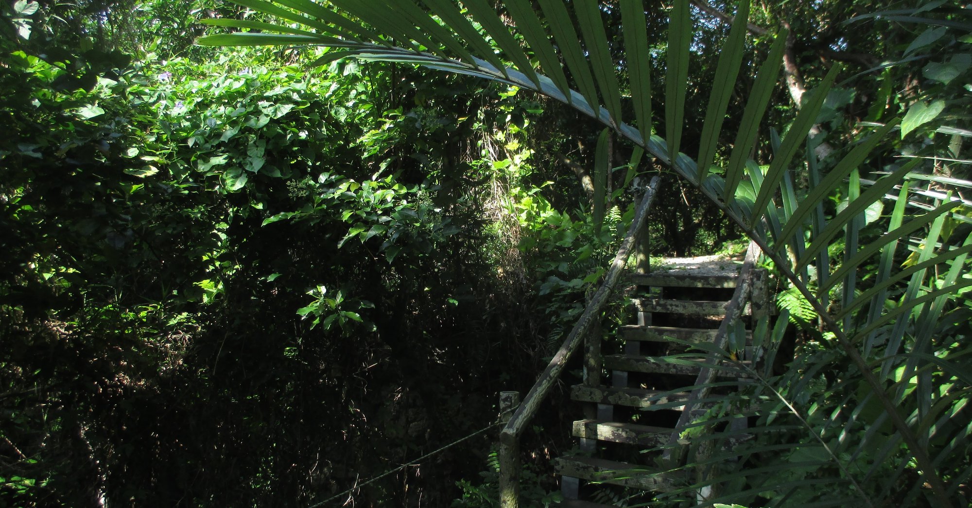 沖縄南部の森で遊ぶ 沖縄南部観光局 非公認 Note 沖縄南部の森で遊ぶ 沖縄南部観光局 非公認 Note