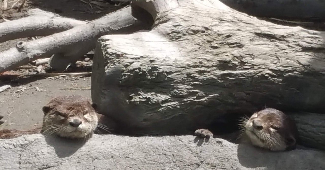 世界カワウソの日world Otter Day 5月27日 Ishii Hisako Note
