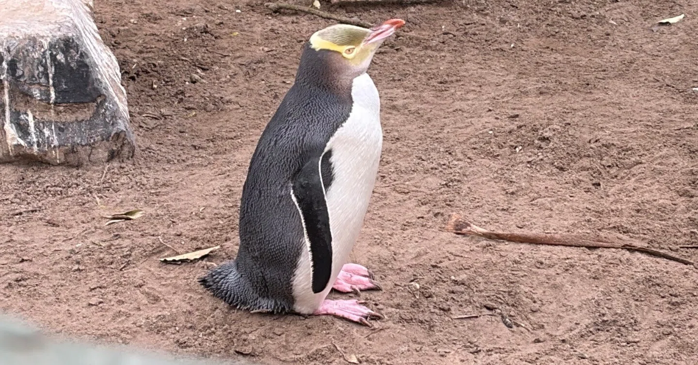 ぺんぐうぃん Amazon.co.jp: Suicaのペンギン Suica 10th Anniversary (e-MOOK) (e