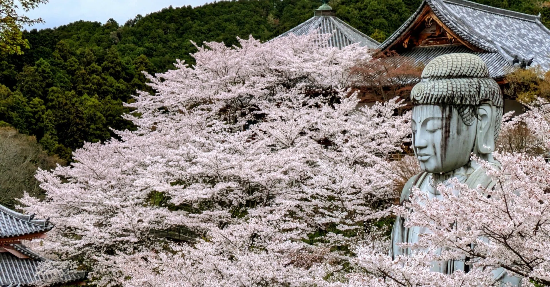 吉野山の桜とさくら大仏｜渋滞を避けて楽しむひとつの方法｜慶鹿：Keika