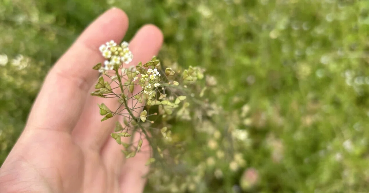 お庭の植物観察🔍-4月-｜山鳥陽菜