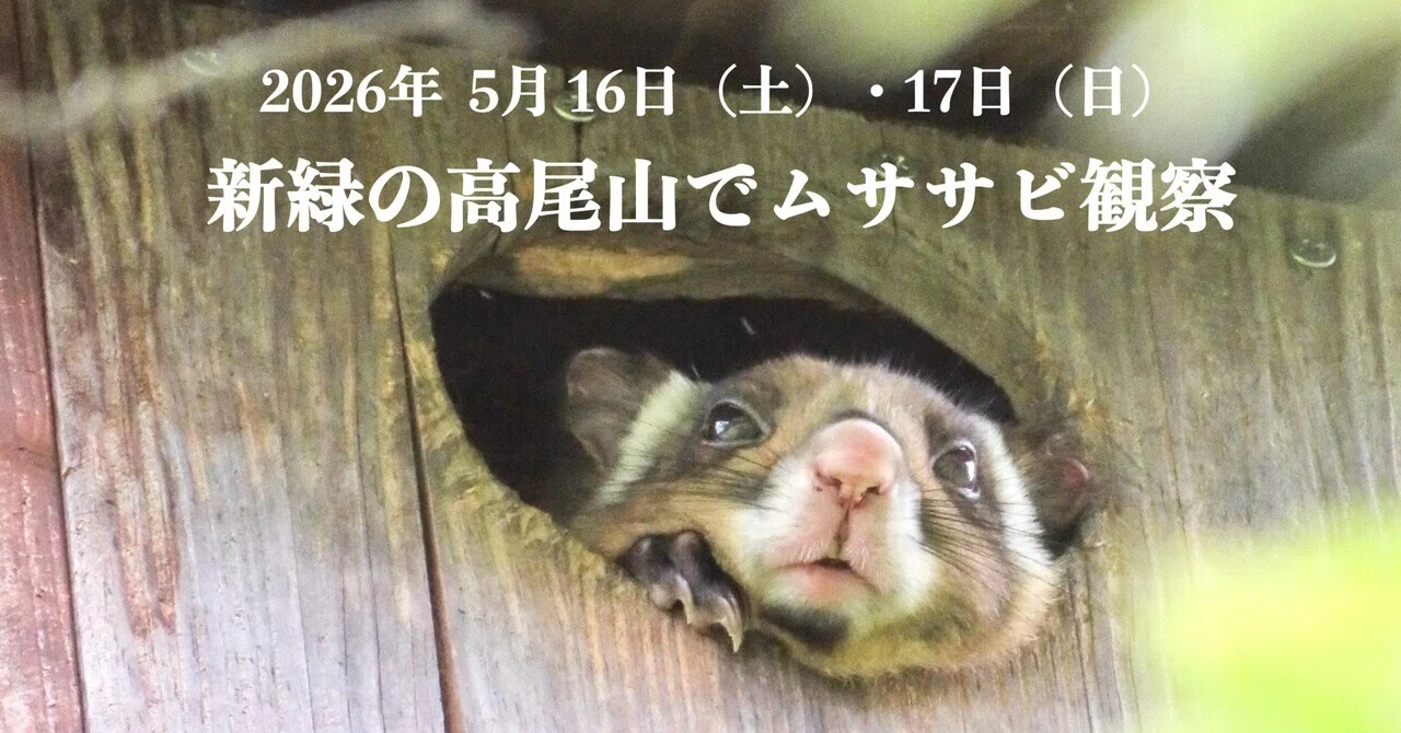 終了】2026年5月16日（土）・17日（日）「新緑の高尾山でムササビ観察