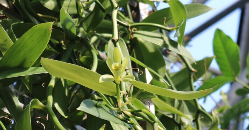 本日のスタッフのおすすめ