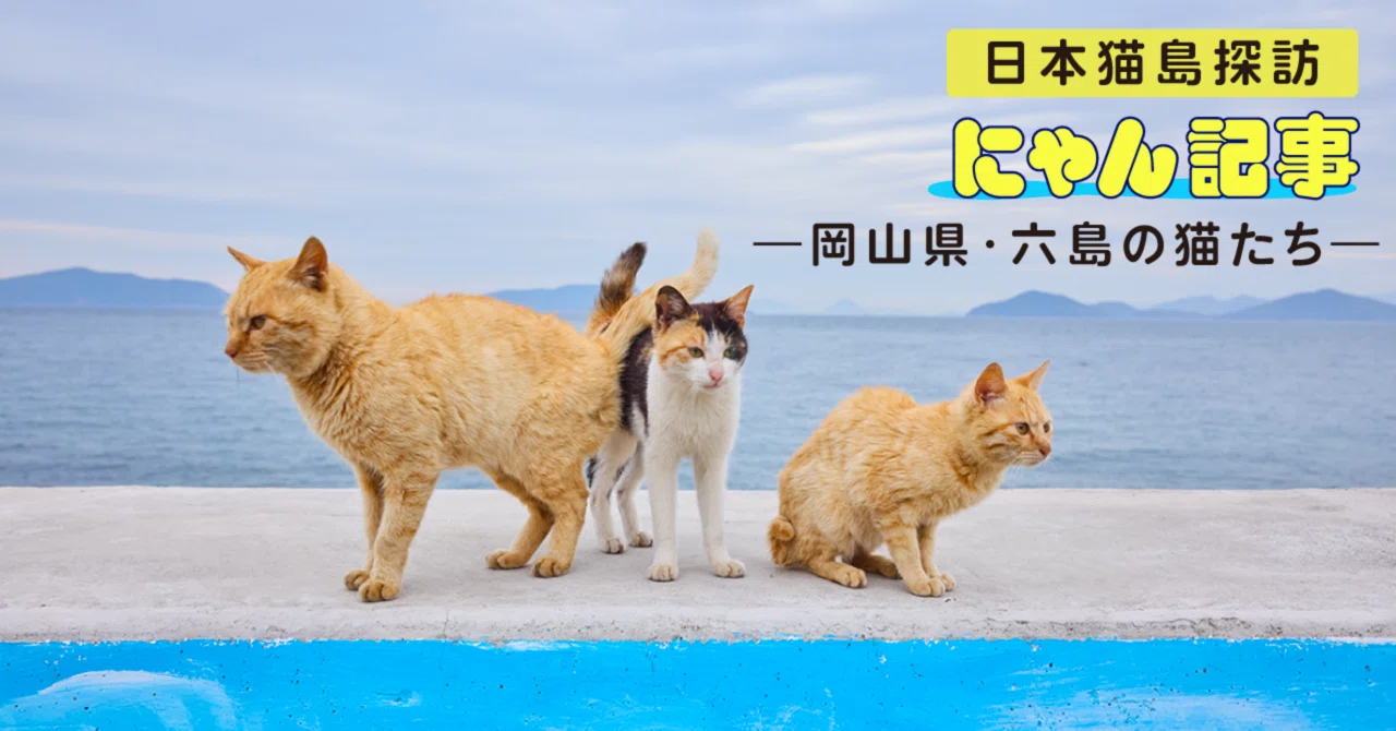 猫運輸 日本猫島探訪―岡山県・六島の猫たち―｜ヤマト運輸公式note