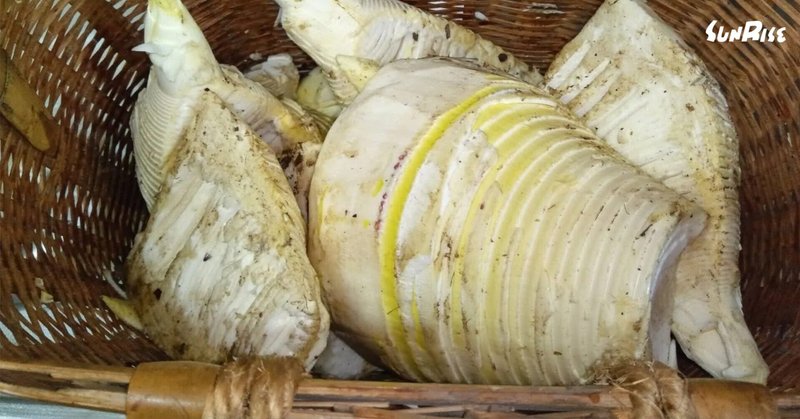 今年最初のタケノコ掘り