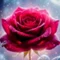 薔薇🌹SONO