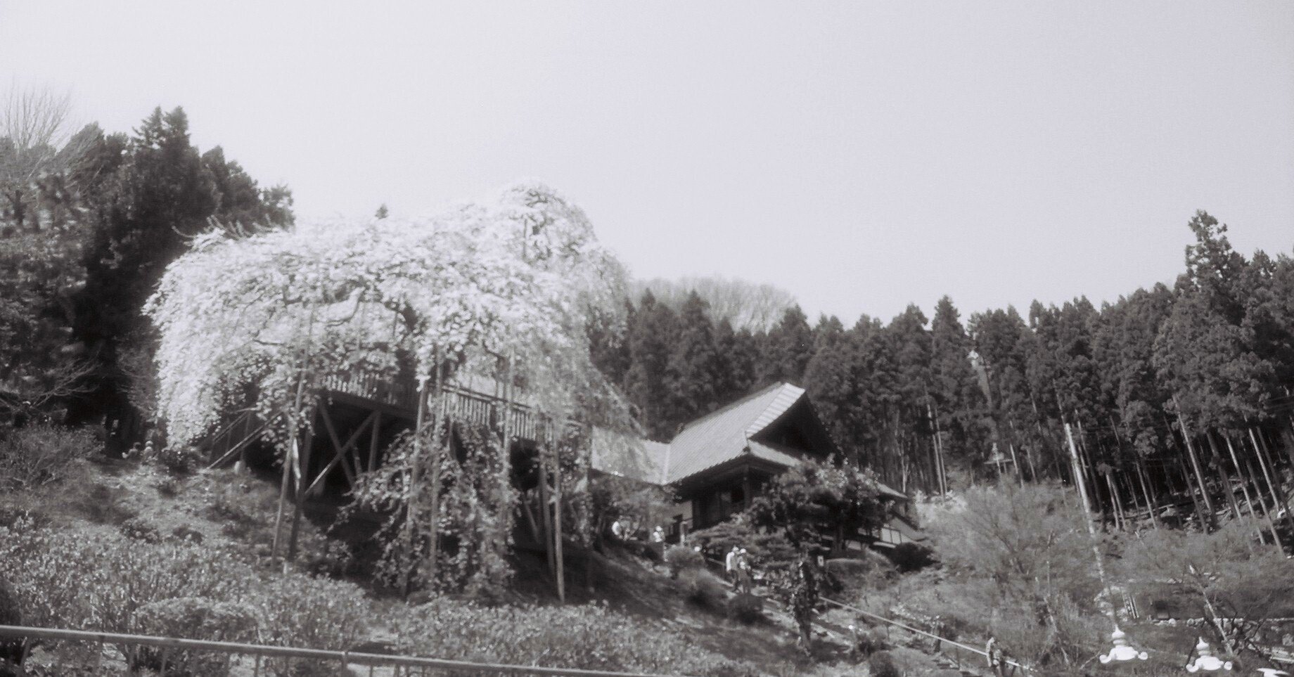 ♯37【フィルム】ちょっと変わったモノクロフィルム② Kodak BW400CN｜dai