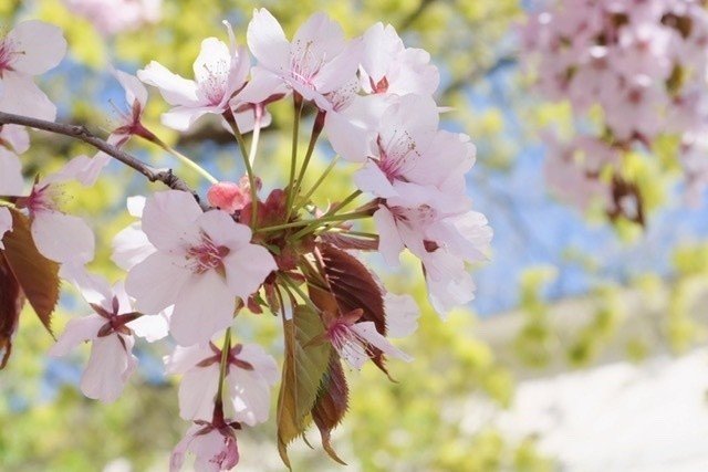フィンランドの桜と春の花の話 Yoko Note