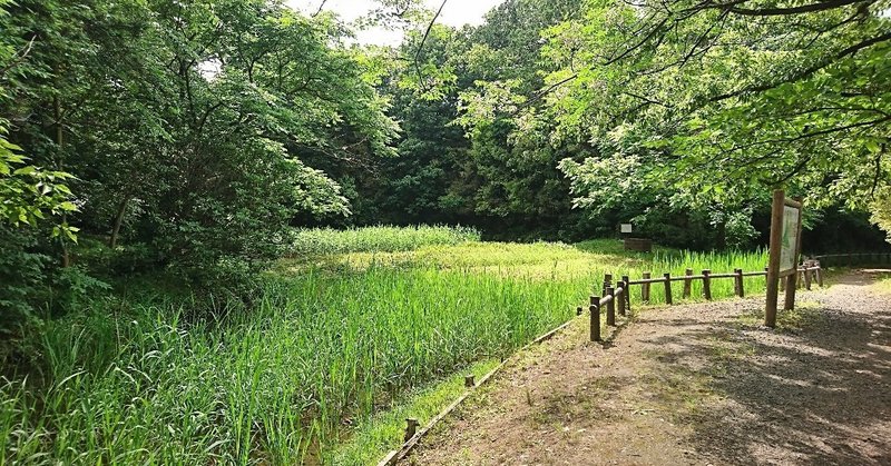 あなたが辛抱して歩んできた道のりに光が差す✨✨【おうし座♉オンリー占い】5月30日(土)