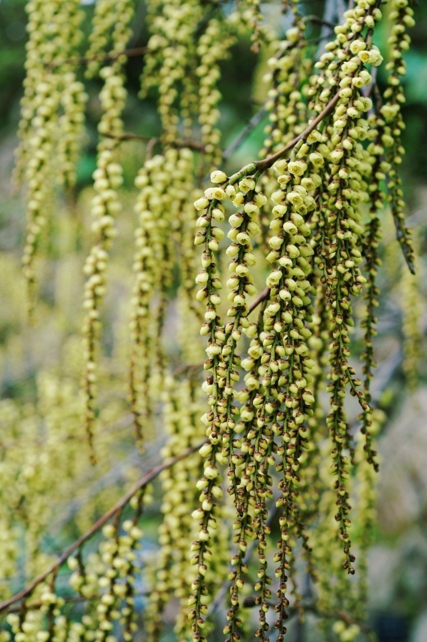 キブシと言う名の花が満開です Tshimo Note