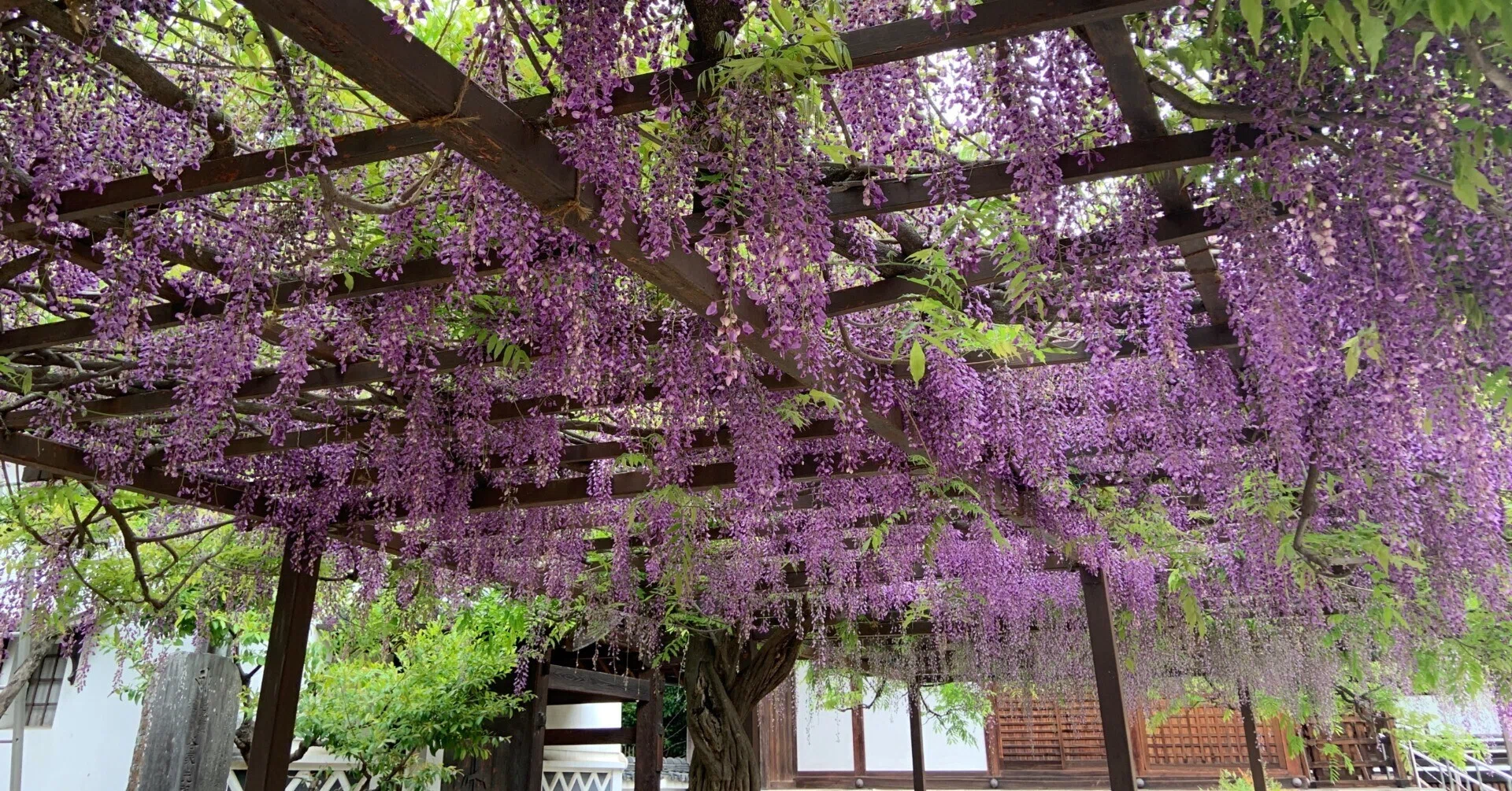 大阪府藤井寺市「葛井寺」の藤の花を見てきました｜Yukitaka | 旅行と