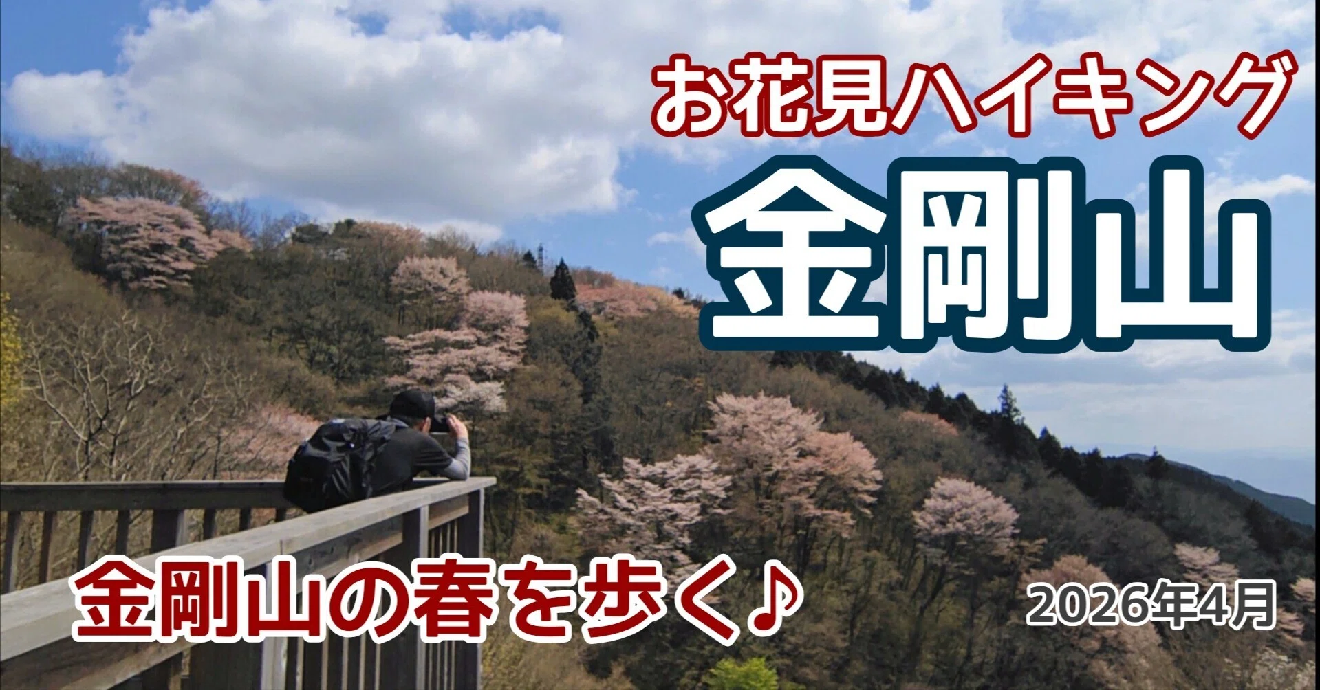 山山 Mt. Kongo Hiking] Cherry blossoms at the summit 🌸 Enjoying a