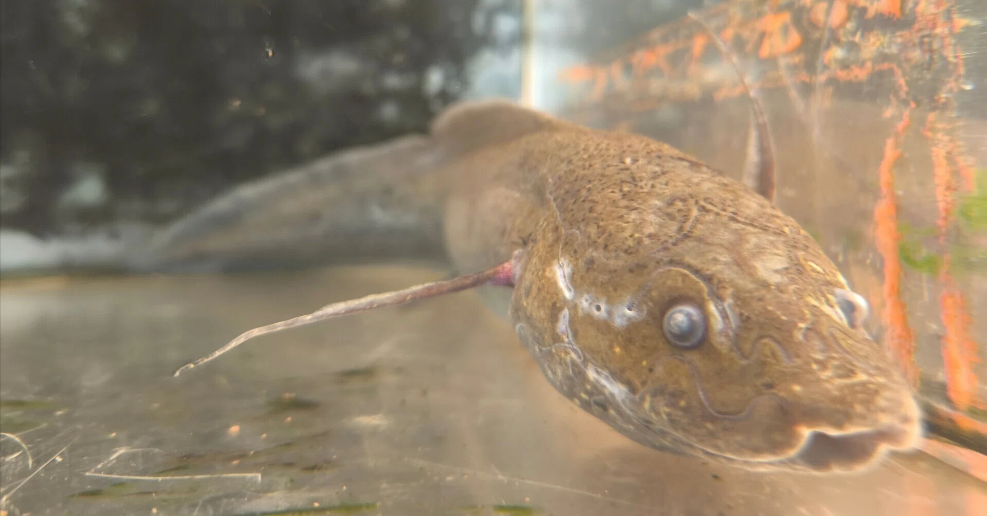 魚なのに肺呼吸！ハイギョの世界?｜北里アクアリウムラボ