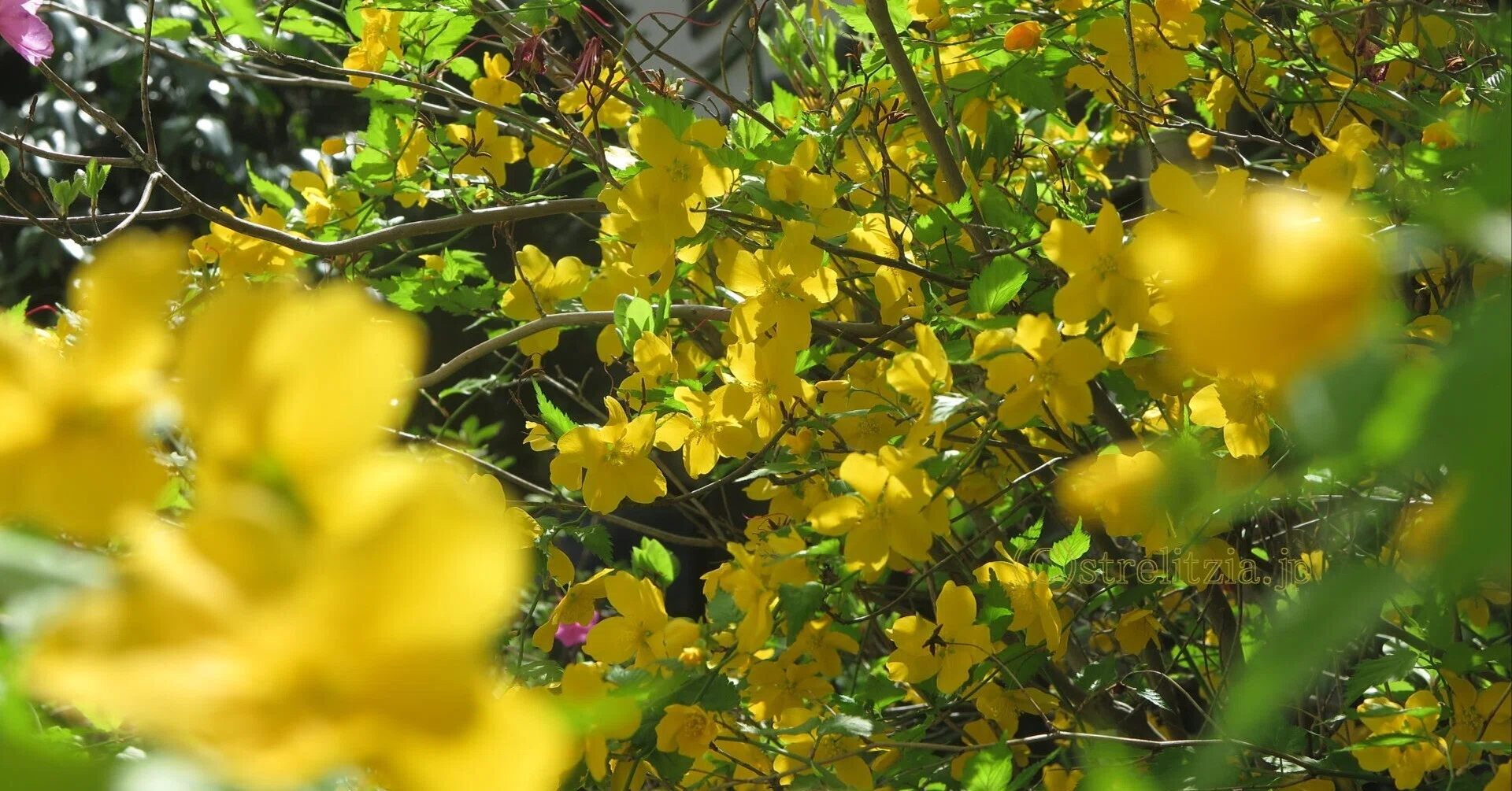 山吹咲く｜極楽鳥花植物園
