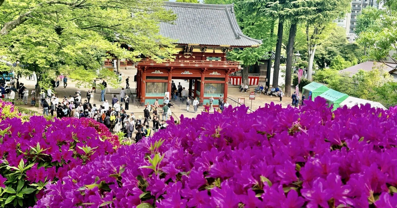 つつじまつりin根津神社＆谷中・千駄木さんぽ｜Yayoi Fujikura