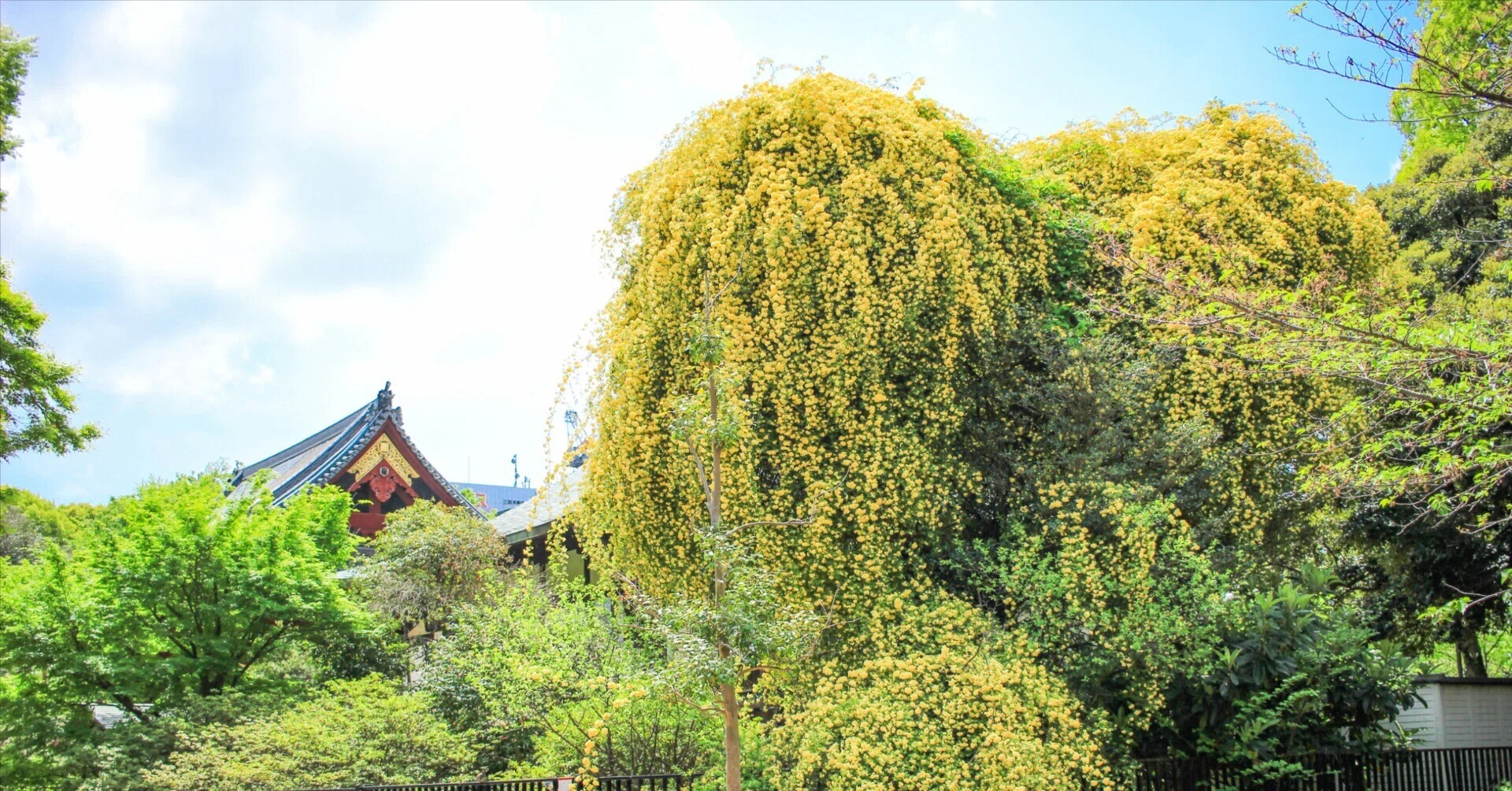 大きな黄色いハート、現る！【上野恩賜公園 清水観音堂】モッコウバラ