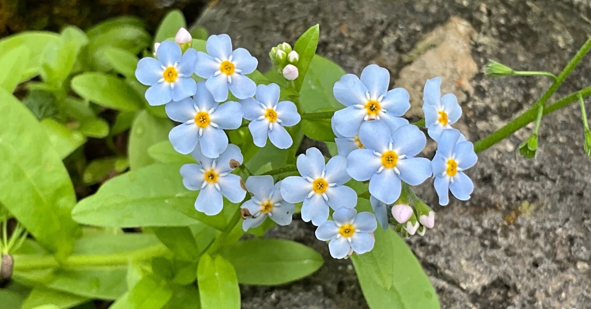 ワスレナグサ（京都府立植物園）：2026年4月24日（金）｜藤井秀昭