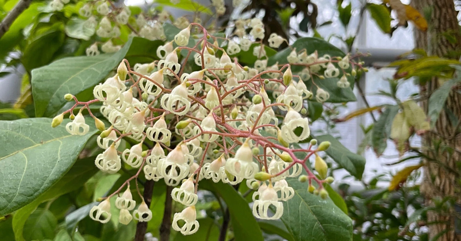 ピンポンノキ　取り木　実付 ピンポンノキ（続編）（京都府立植物園）：2026年4月24日（金）｜藤井