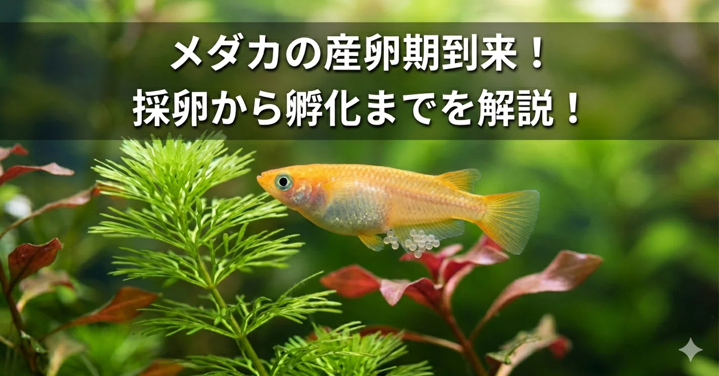 メダカ の 産卵 時期
