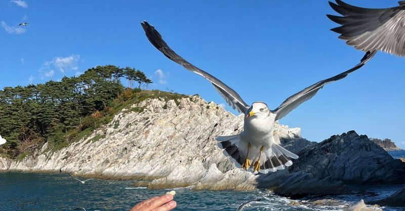 ウミネコが可愛い！北は田野畑村～南は石巻市【少人数制プレミアム三陸旅１】