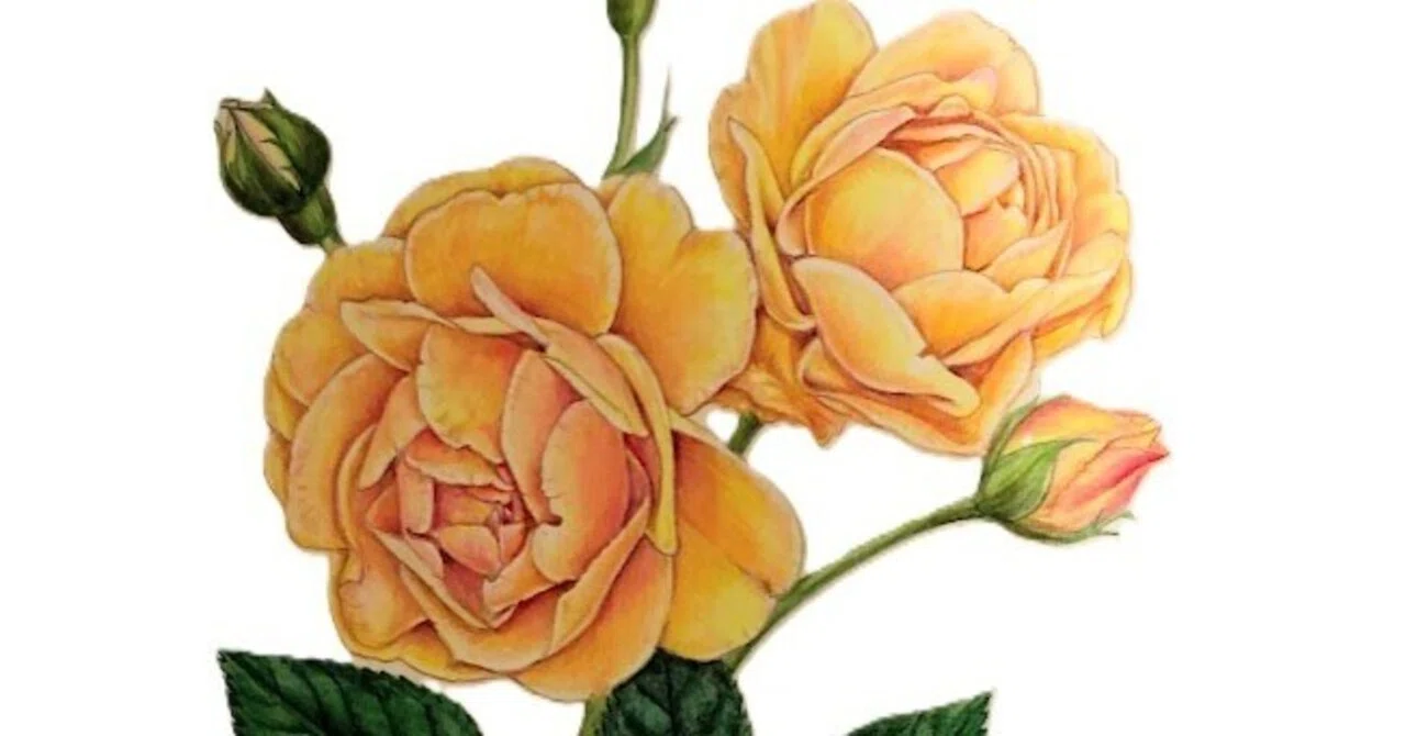 植物画・ボタニカルアート】薔薇はやっぱり美しい①黄色のバラ｜かりあ