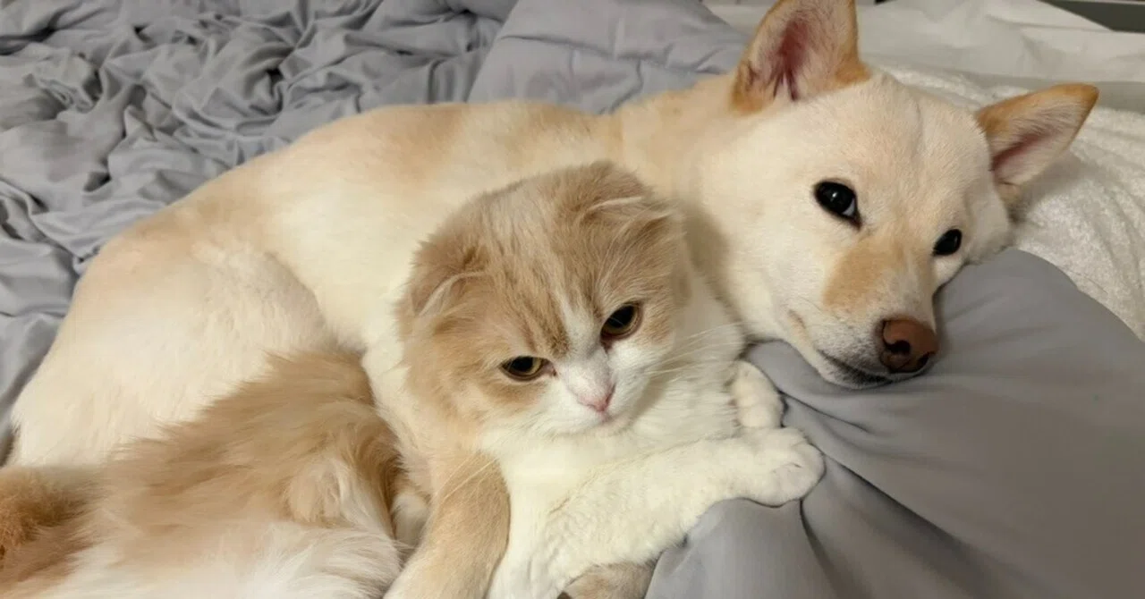 なぜ、ペットを飼うと、人生の質は圧倒的に上がるのか？〜自己啓発