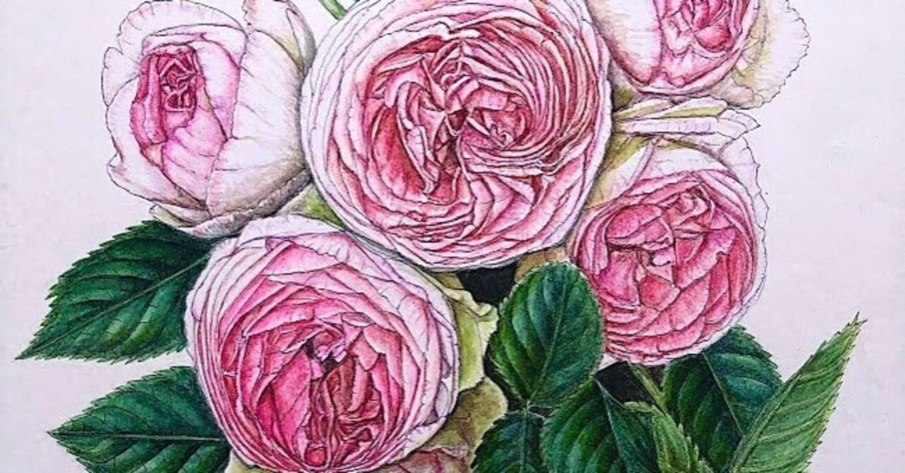 バラを描こう やさしい植物画 植物画・ボタニカルアート】薔薇はやっぱり美しい②ピンクのバラ