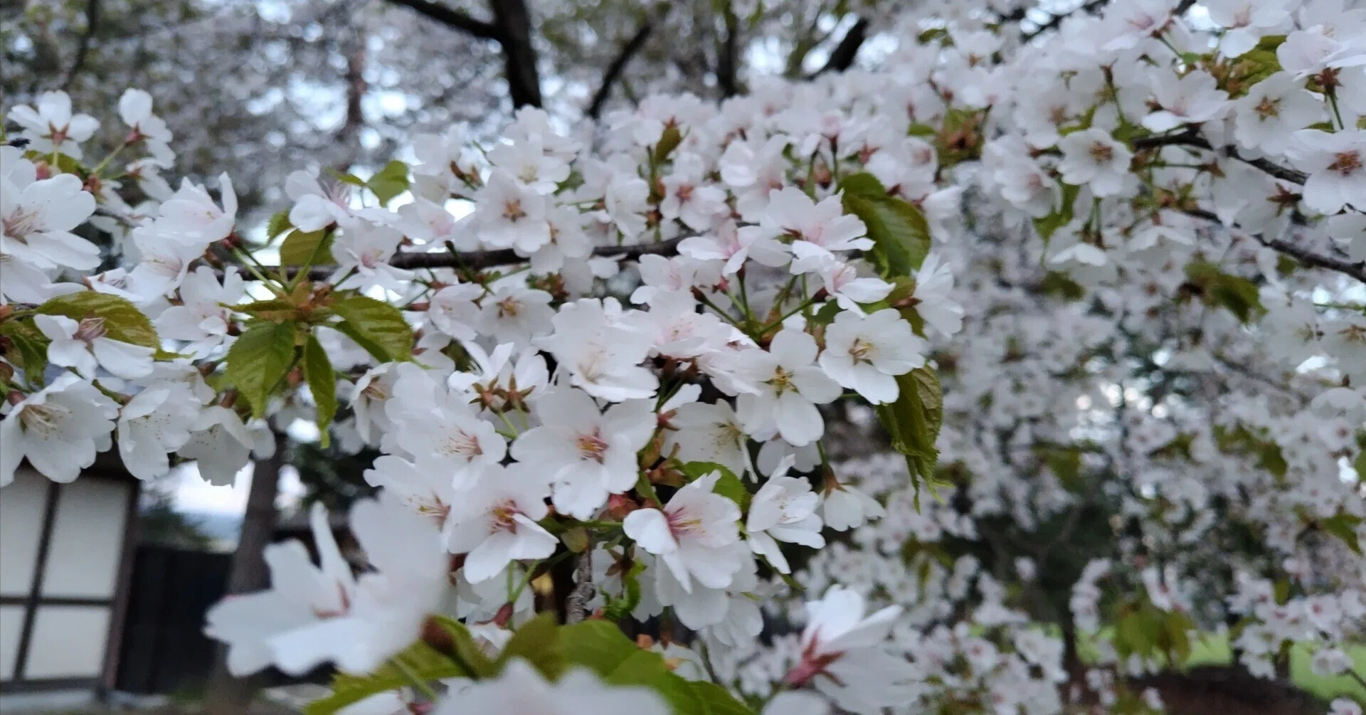短歌】#805 名残の桜｜ジャスミンティータイム