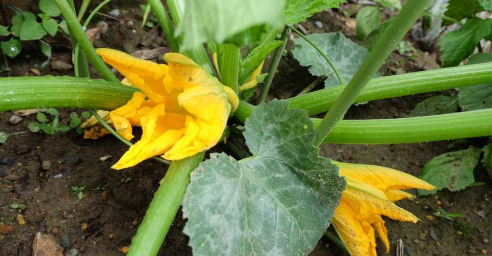 ズッキーニの花が咲いたけれど 05 27 畑野 菜実 Note