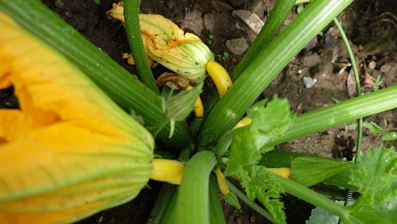 ズッキーニの花が咲いたけれど 05 27 畑野 菜実 Note