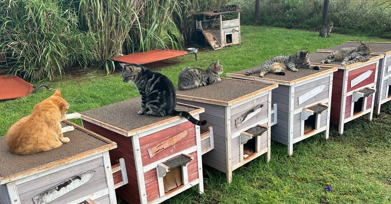 ハワイで猫700匹に会ってきたら帰宅難民になった話｜湊祥(小説家