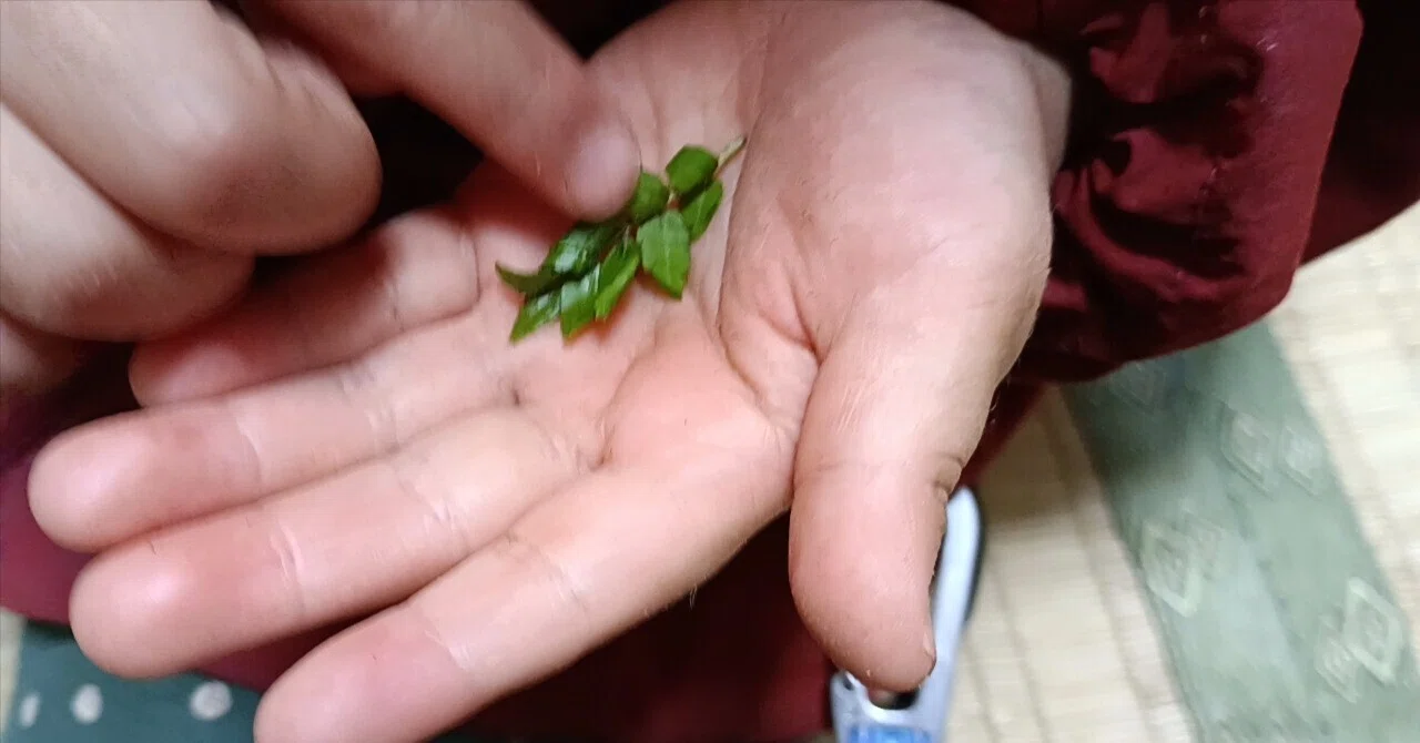 3歳の感じた山椒（サンショウ）の香り｜いとうやよい