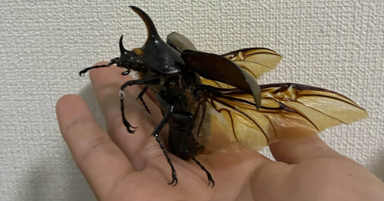 大型甲虫の飛翔標本作成｜蝶屋＆クワガタ屋