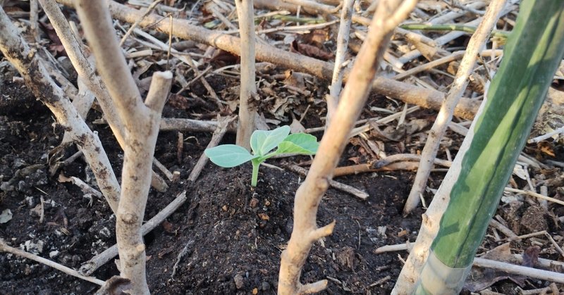 ひょうたんの苗を植えた話　｜　10年放置された茶畑の開墾シリーズ