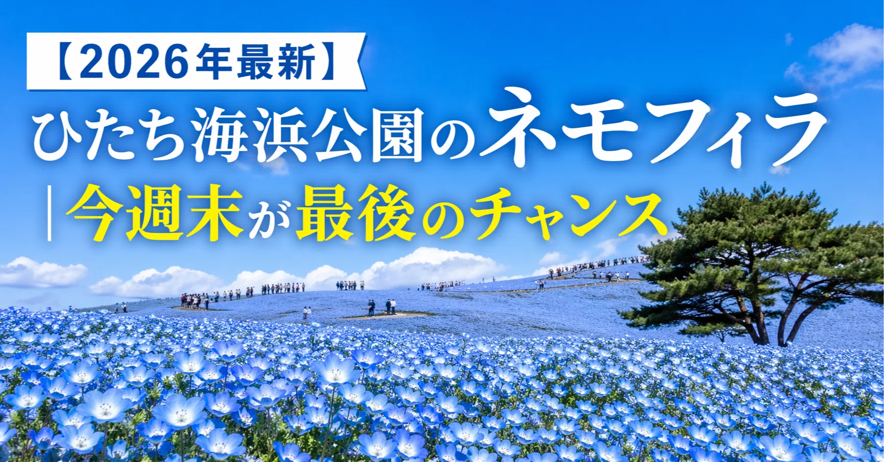2026 Latest] Nemophila at Hitachi Seaside Park | This weekend is