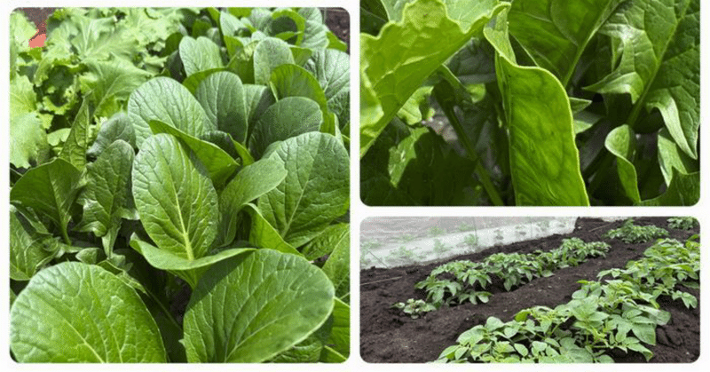 育った小松菜、ほうれん草の収穫を急ぐ