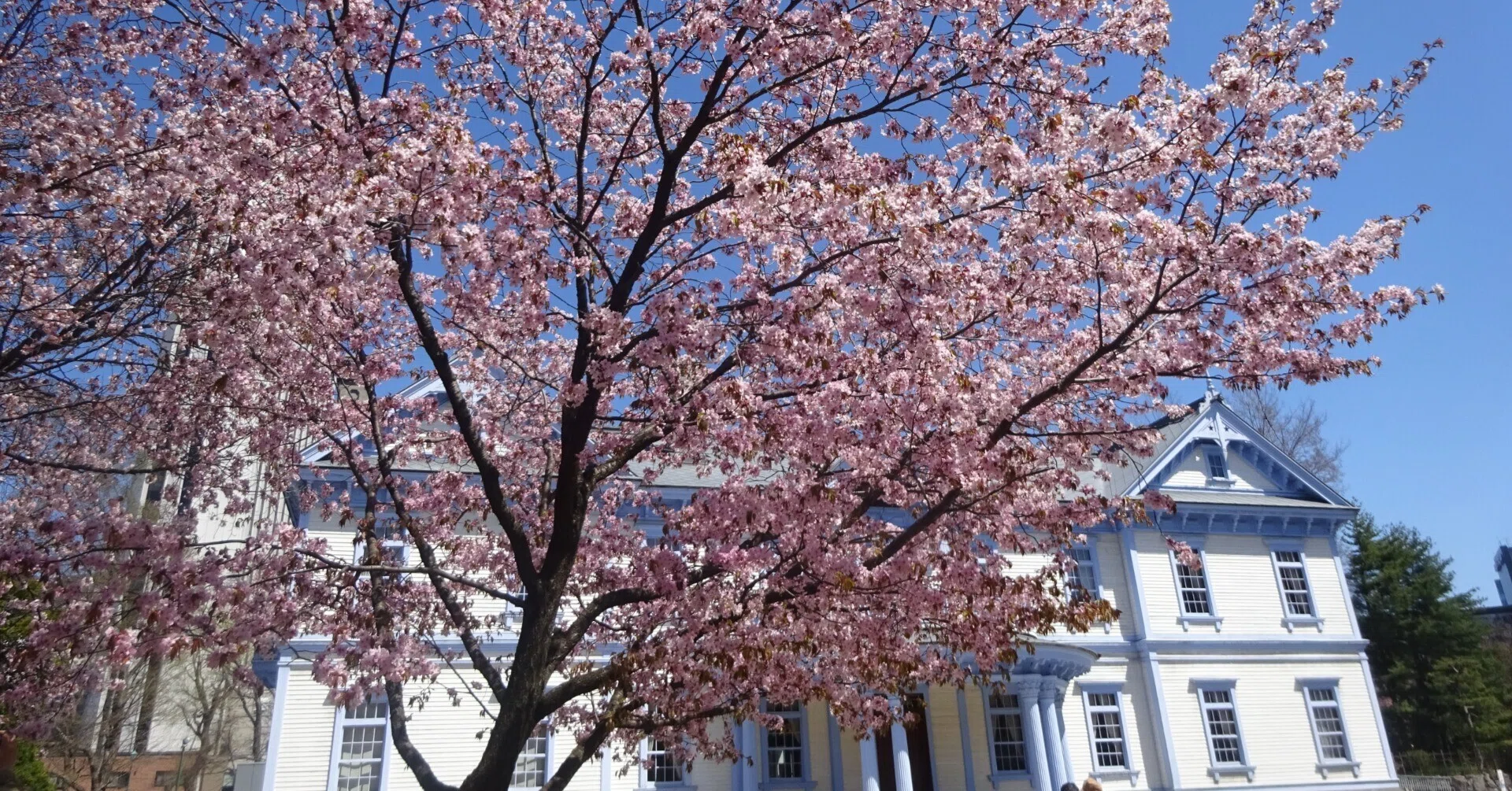 北海道さっぽろ観光案内所:桜だより 地下鉄南北線で行ける札幌市内桜