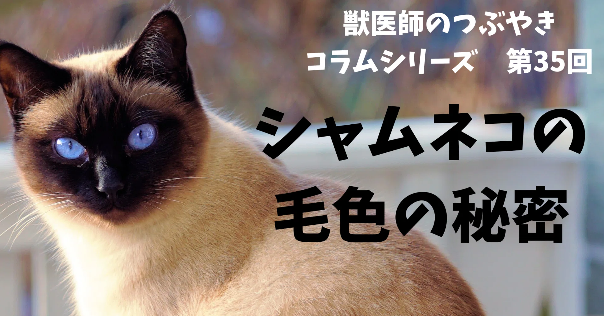 シャム猫の毛色の秘密」｜獣医師のつぶやき
