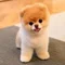こいうた